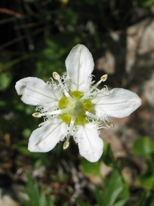 Parnassia fimbriata